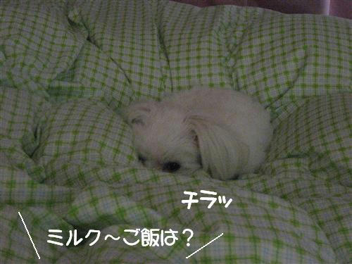 IMG_7906_R.jpg