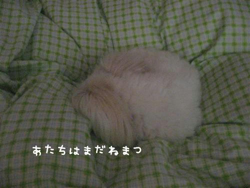 IMG_7909_R.jpg