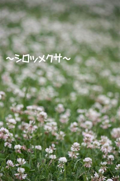 IMG_1766_R.jpg