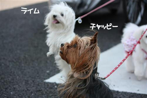 IMG_2133_R.jpg