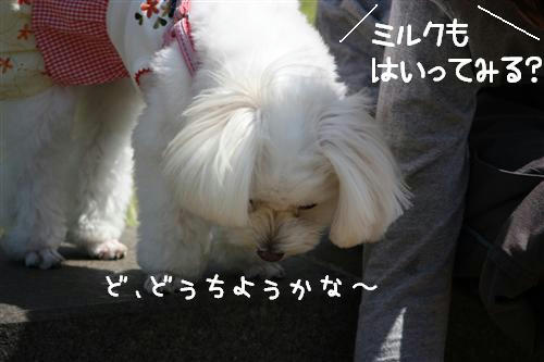 IMG_2446_R.jpg