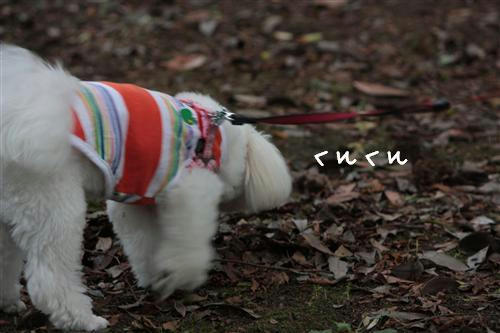IMG_3118_RR.jpg