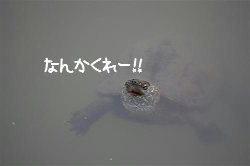 IMG_3163_RR.jpg