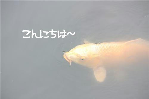 IMG_3171_RR.jpg