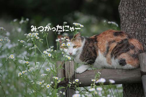 IMG_3828_RR.jpg