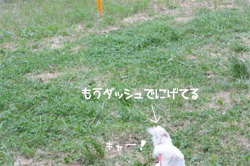 IMG_3851_RR.jpg