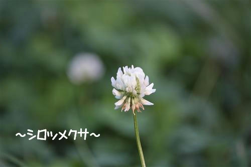 IMG_5086_RR.jpg