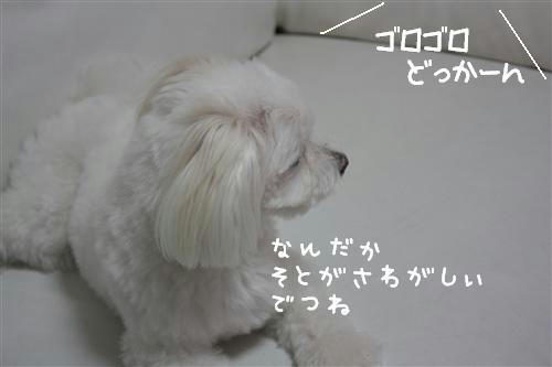 IMG_6203_RR.jpg