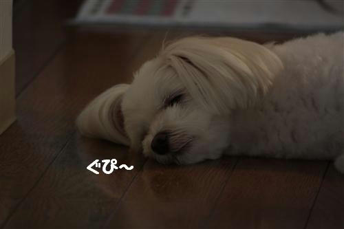 IMG_6388_RR.jpg