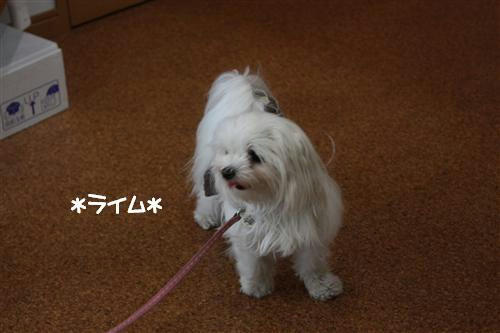 IMG_8107_RR.jpg