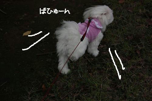 IMG_8817_RR.jpg
