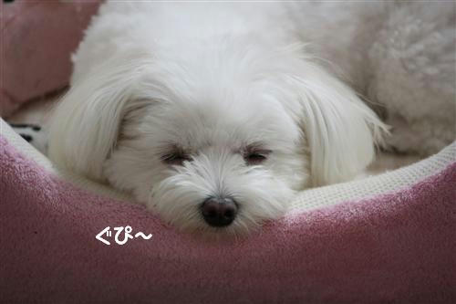 IMG_0303_RR.jpg