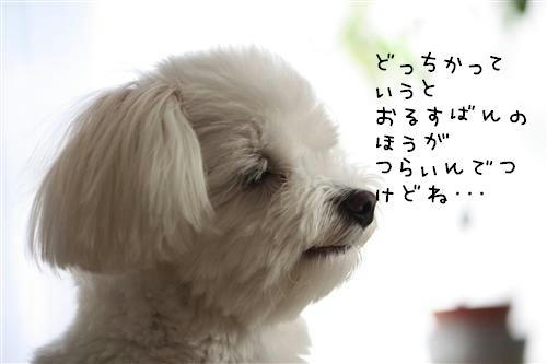 IMG_0442_RR.jpg