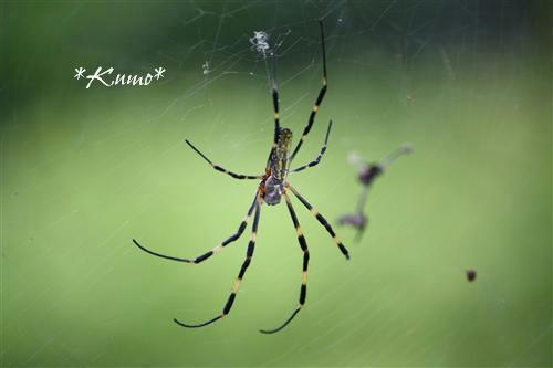 IMG_0933_RR.jpg