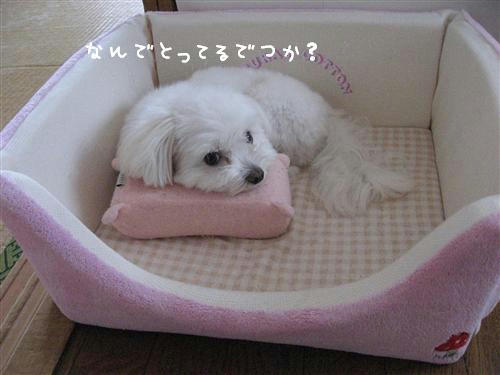 IMG_8226_RR.jpg