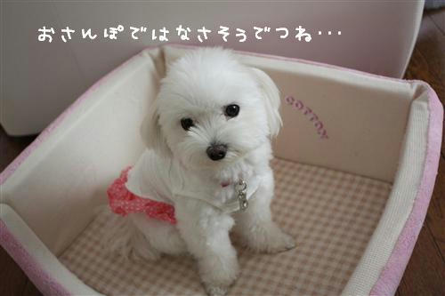 IMG_1048_RR.jpg