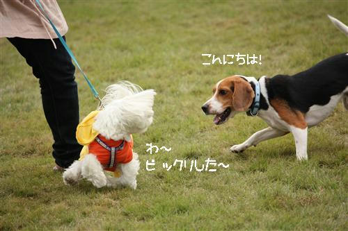 IMG_1242_RR.jpg