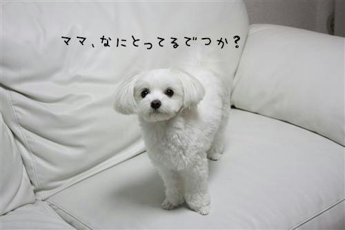 IMG_1511_RR.jpg