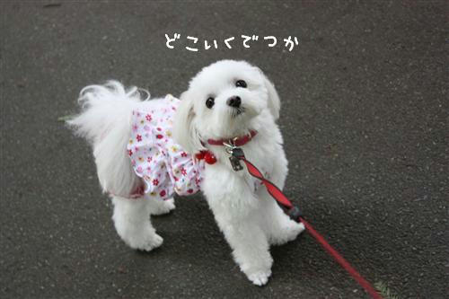 IMG_1554_RR.jpg