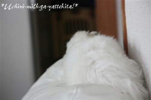 IMG_2887_RR.jpg