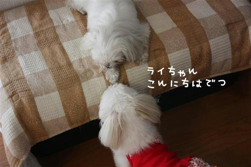 IMG_3042_RR.jpg