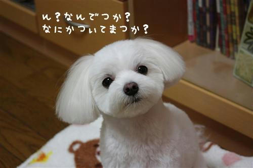 IMG_3290_RR.jpg
