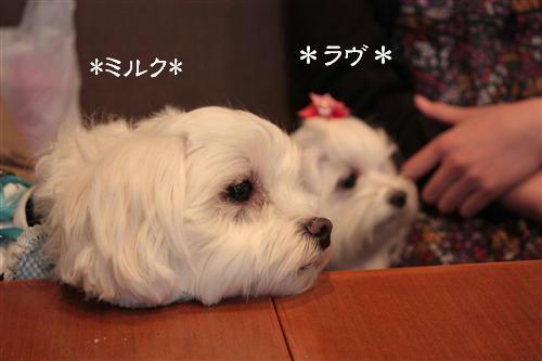 IMG_4737_RR.jpg