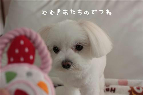 IMG_5378_RR.jpg