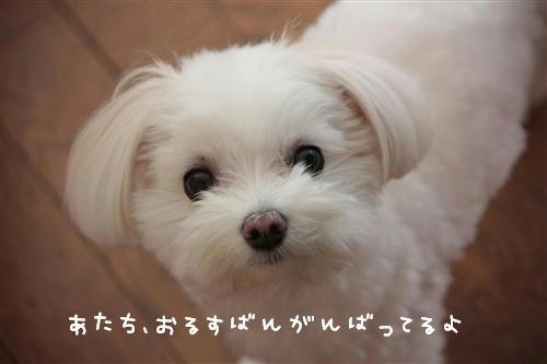 IMG_6184_RR.jpg