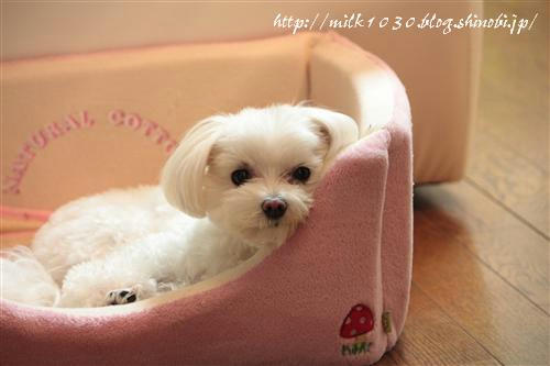 IMG_6200_RR.jpg