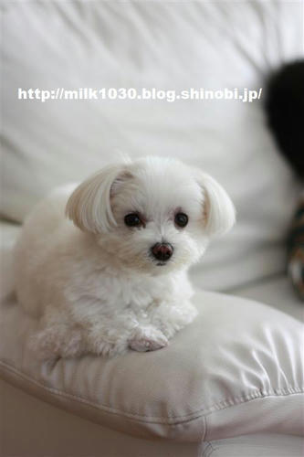 IMG_8442_R.jpg