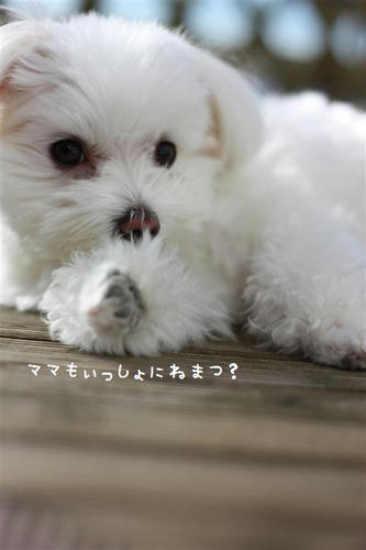IMG_8617_R.jpg