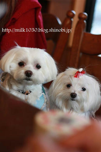 IMG_8987_R.jpg