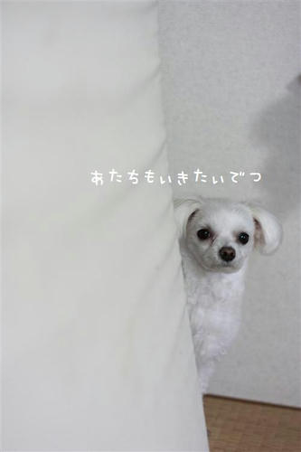 IMG_9399_R.jpg