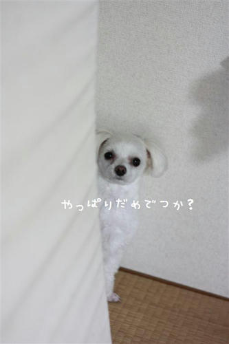 IMG_9403_R.jpg