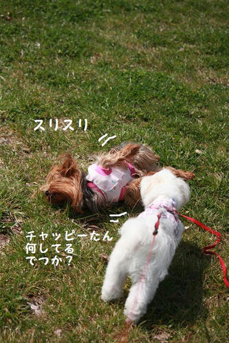 IMG_4278_R.jpg
