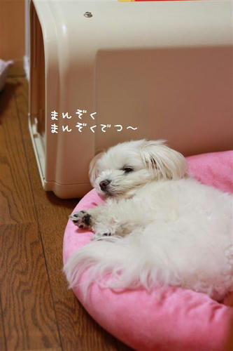 IMG_4388_R.jpg