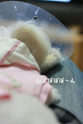 IMG_4972_R.jpg