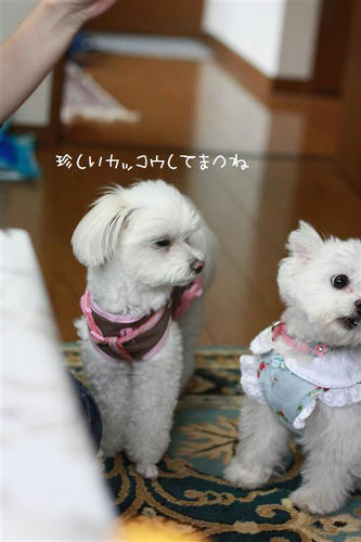 IMG_6639_R.jpg