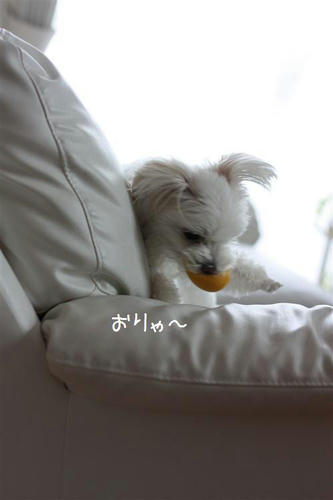 IMG_7220_R.jpg