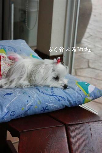 IMG_7740_R.jpg