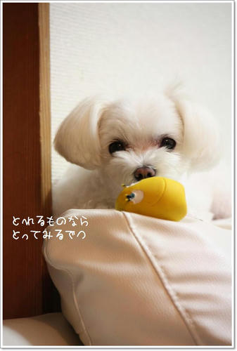 IMG_9736_R.jpg