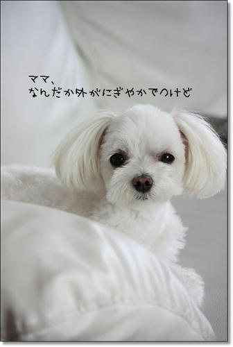 IMG_2696_R.jpg