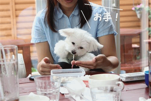 anigif.gif