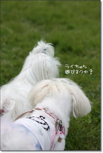 IMG_2926_R.jpg