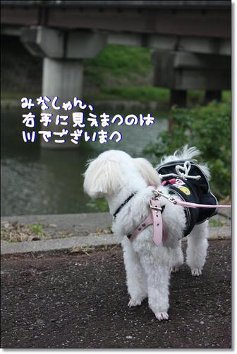 IMG_4239_R.jpg