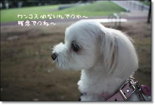 IMG_4427_R.jpg