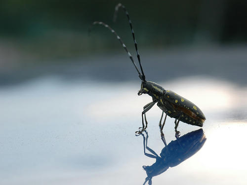 キボシカミキリ