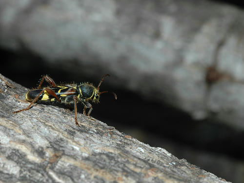 キスジトラカミキリ