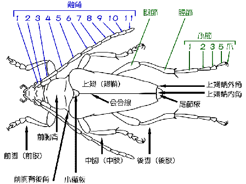各部名称【背】